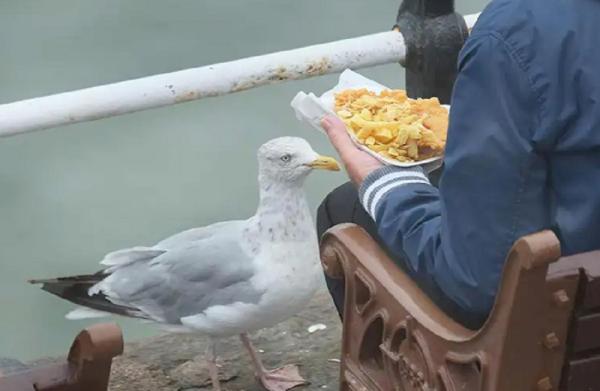 موسيقى لإبعاد لصوص الطعام