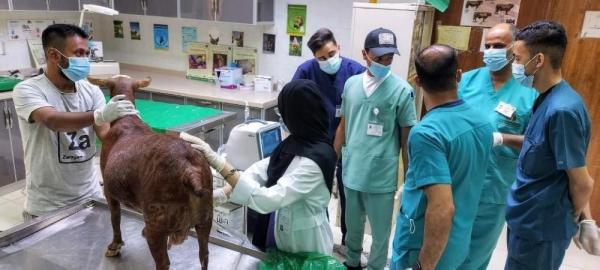 تهيئة 11 طالب «طب بيطري» لمختلف الوظائف