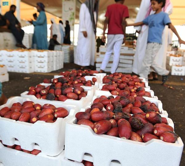 4 ملايين نخلة تنتج 7 أنواع من التمور في المدينة المنورة