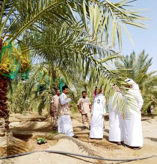 جولات إرشادية للمزارع في العاصمة المقدسة
