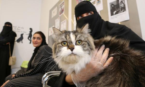 القطط في الفندق