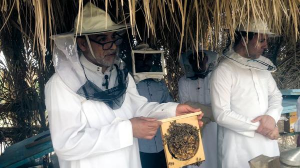 المبادرة الثانية.. 1500 خلية لـ«عسل المانجروف» على شاطئي سيهات وتاروت