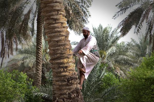 الناتج الزراعي للمملكة يحقق أعلى نمو في 5 سنوات