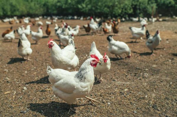 5 آلاف دجاجة وصقر لمكافحة الجراد وإبعاد الحمام