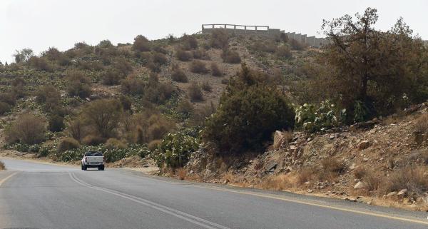 «أشجار العرعر» تعانق السحاب فوق قمم جبال الطائف