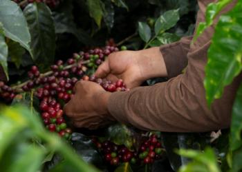 وداعاً للقهوة.. هل تضع التغيرات المناخية نهاية لزراعة البن؟