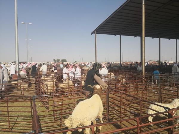 لأول مرة.. تدريب 575 فتاةعلى «تربية المواشي»