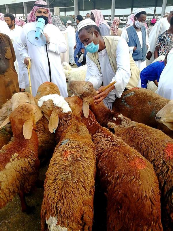 لأول مرة.. تدريب 575 فتاةعلى «تربية المواشي»
