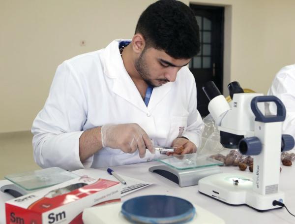 3 مراحل لـ«صرام تمور الأحساء».. واعتماد فترتين للمزاد
