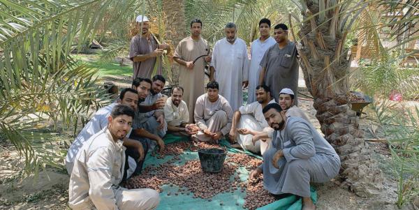 3 مراحل لـ«صرام تمور الأحساء».. واعتماد فترتين للمزاد