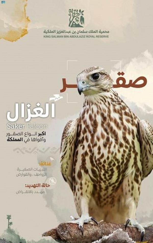 كنوز طبيعية .. محمية الملك سلمان ملاذ آمن للصقر الغزال