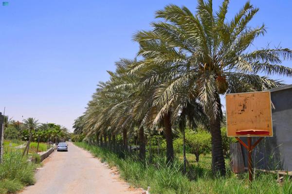 الشرقية.. 3.4 مليون نخلة مثمرة تعزز الأمن الغذائي بالمملكة
