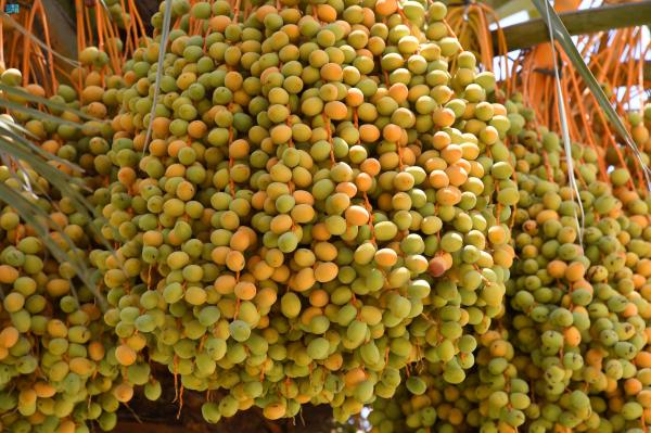 الشرقية.. 3.4 مليون نخلة مثمرة تعزز الأمن الغذائي بالمملكة