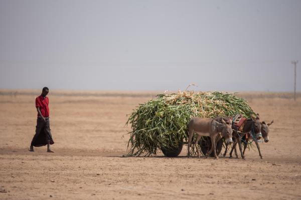 الأمم المتحدة: الصومال على حافة مجاعة مدمرة