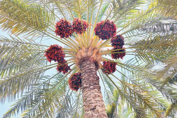 «الحلوة».. درة محصول التمور في حائل