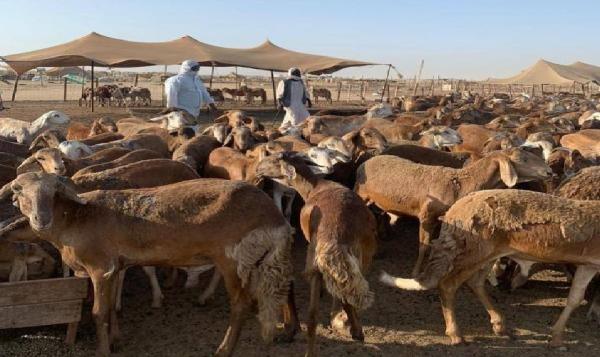 تكريم 339 من مربي ومربيات المواشي بالمدينة المنورة
