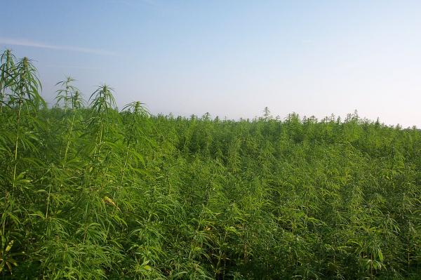 مزرعة قنب فوق جبل أوليمبوس