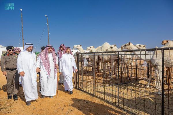 أمير القصيم يوجه بتمديد مزاد مدرّج للإبل حتى يوم الجمعة