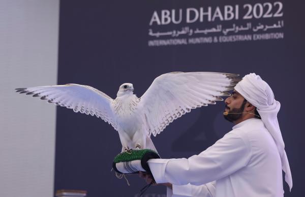 عاجل| بمليون درهم إماراتي.. بيع صقر نادر في «معرض أبوظبي الدولي للصيد»