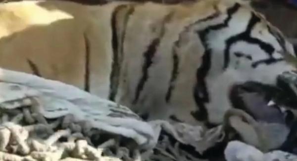200 قاتل للنمر «آكل البشر»