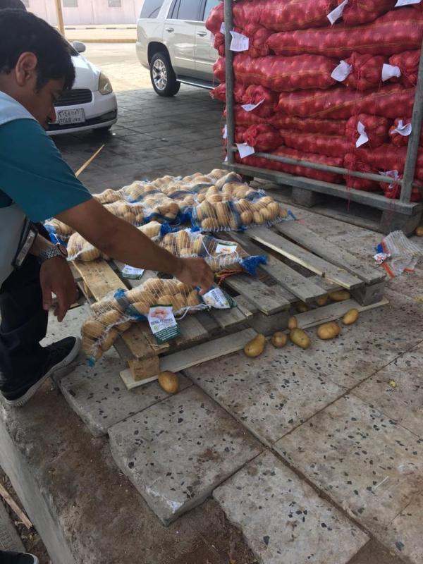 الدمام.. تدوير 1.5 طن بطاطس إلى أسمدة زراعية
