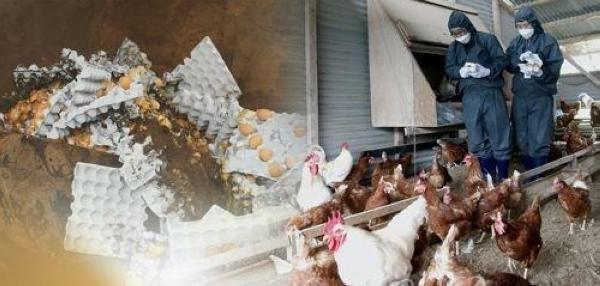 كوريا الجنوبية تسجل أول إصابة بإنفلونزا الطيور