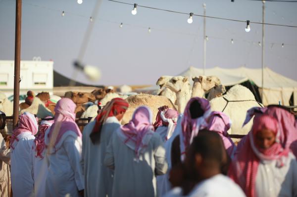 «زراعة حائل» تشارك في مهرجان مزاد الإبل في تربة