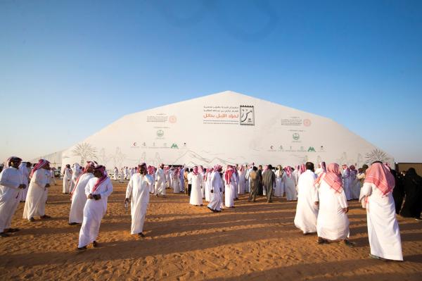 «زراعة حائل» تشارك في مهرجان مزاد الإبل في تربة