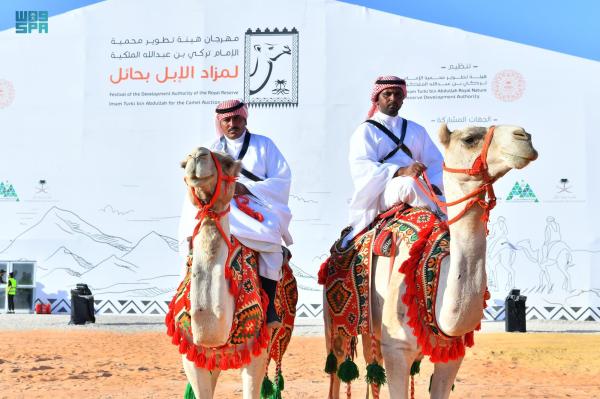 «مزاد الإبل».. وجهة الباحثين عن ثقافة اقتناء «سفينة الصحراء»