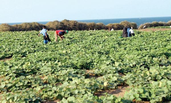 15 % تراجعا في مؤشر أسعار الغذاء العالمي