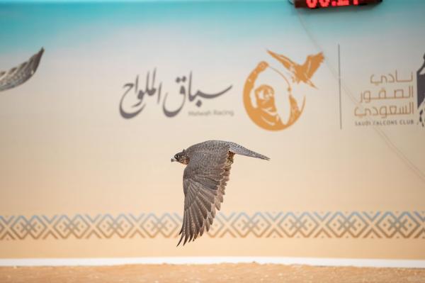 تتويج 60 فائزاً في سباق الملواح بنادي الصقور السعودي