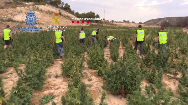 ضباط شرطة داخل حقول الماريجوانا في إسبانيا - رويترز