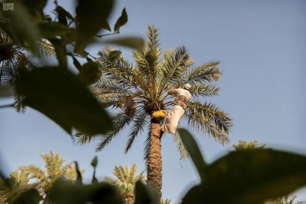 تشتهر واحة الأحساء أنها 
