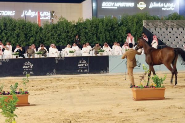 محافظ الأحساء خلال عرض للخيل العربية الأصيلة - اليوم