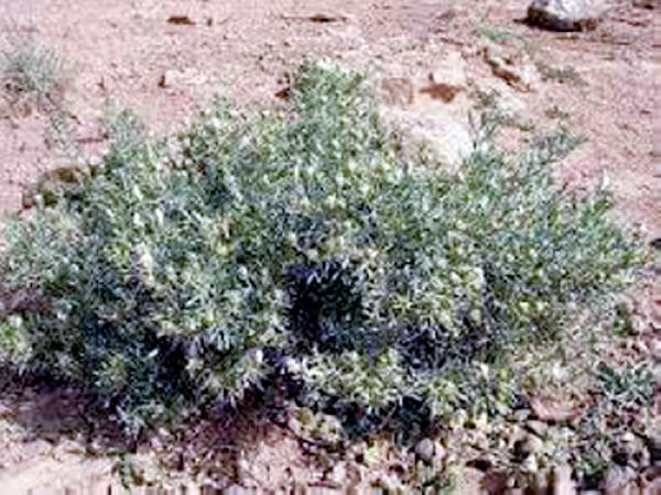 شجرة الحرمل تنبت بأطراف المدن والبراري