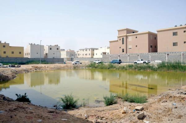 مستنقعات الأمطار.. بؤر لنواقل الأمراض والنباتات السامة