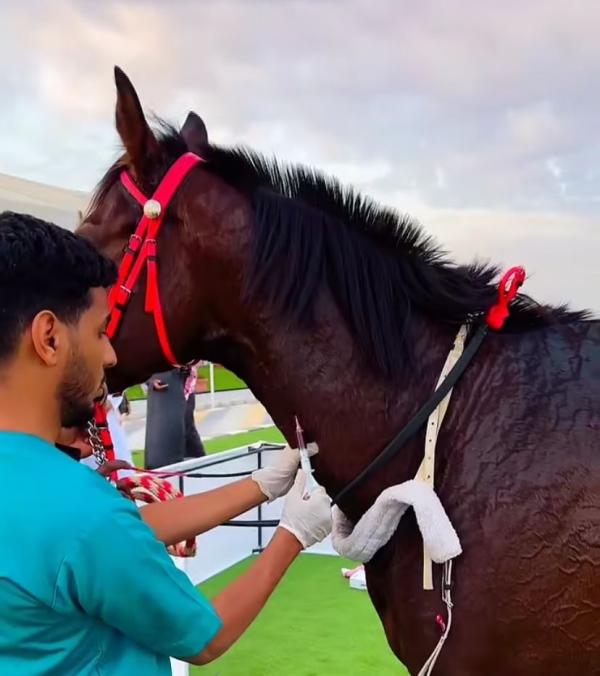 «زراعة حفر الباطن» تشارك بعيادات بيطرية بميدان الفروسية بالمحافظة