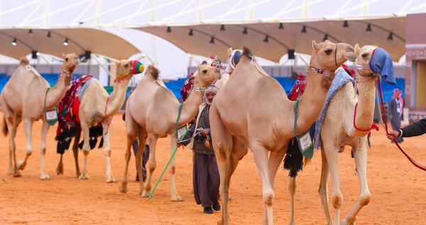 فاعليات مهرجان الملك عبد العزيز للإبل تستمر بالصياهد تحت شعار 