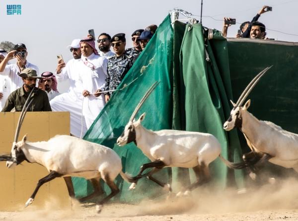 لأول مرة منذ 100عام.. 'المها العربي ' يزين محمية نيوم