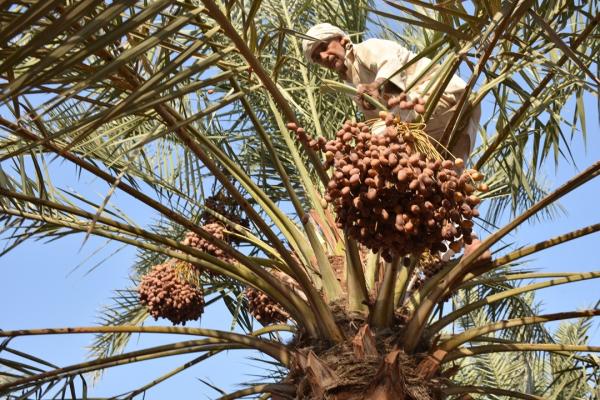36 ألف طن تمور مهدرة سنويًا بالمملكة