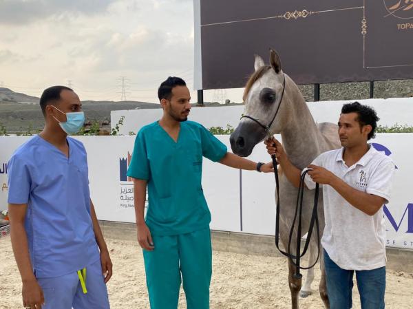 'وقاء مكة' يشارك في بطولة بوابة جدة لجمال الخيل 2022