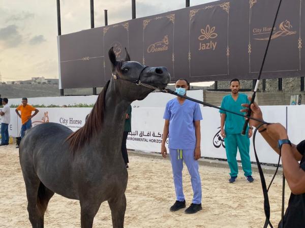 إرشاد وتوعية ملاك الخيل بالأمراض الوبائية والمعدية - اليوم