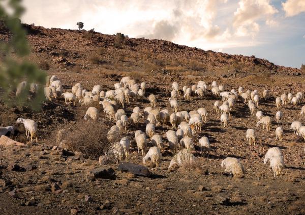 'الغطاء النباتي' يوقع عقدًا لإعادة تأهيل المراعي المتدهورة
