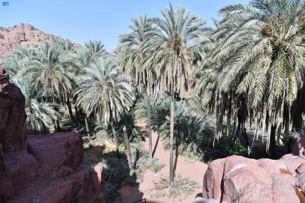 يضم الجب نخيلا كثيفًا، وبعض النباتات المتنوعة - واس