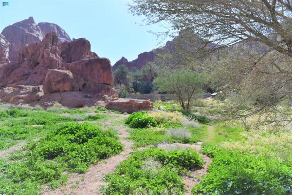 مشاهد ساحرة وسط الجبال والخضرة في جب أجا - واس
