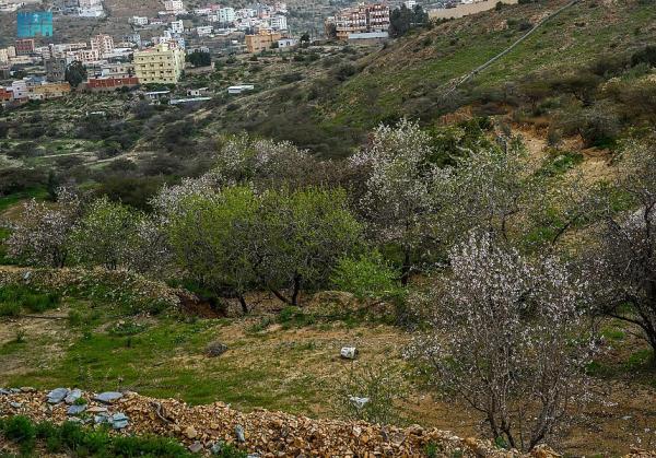 تشتهر منطقة الباحة بأشجار اللوز المزهرة التي تزيدها جمالاً - واس