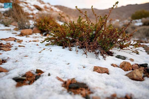 الثلوج على أجزاء من جبل اللوز - تويتر إمارة تبوك