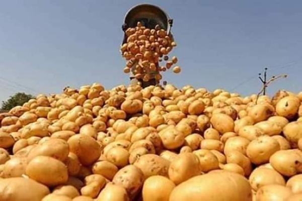 تجار البطاطس في الهند يواجهون خسائر كبيرة خلال 2023