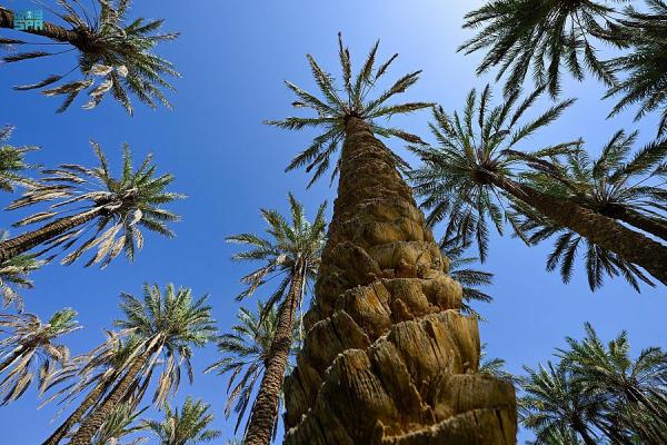 النخيل وجهة جاذبة للزائرين بمحافظة تربة - واس