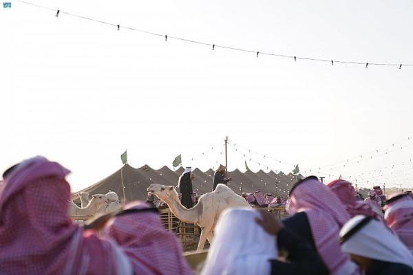 130 ألف زائر.. ختام مزاد الإبل بالجوف بـ47 مليون مبيعات